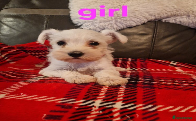 Miniature Schnauzer dogs - Advert 3