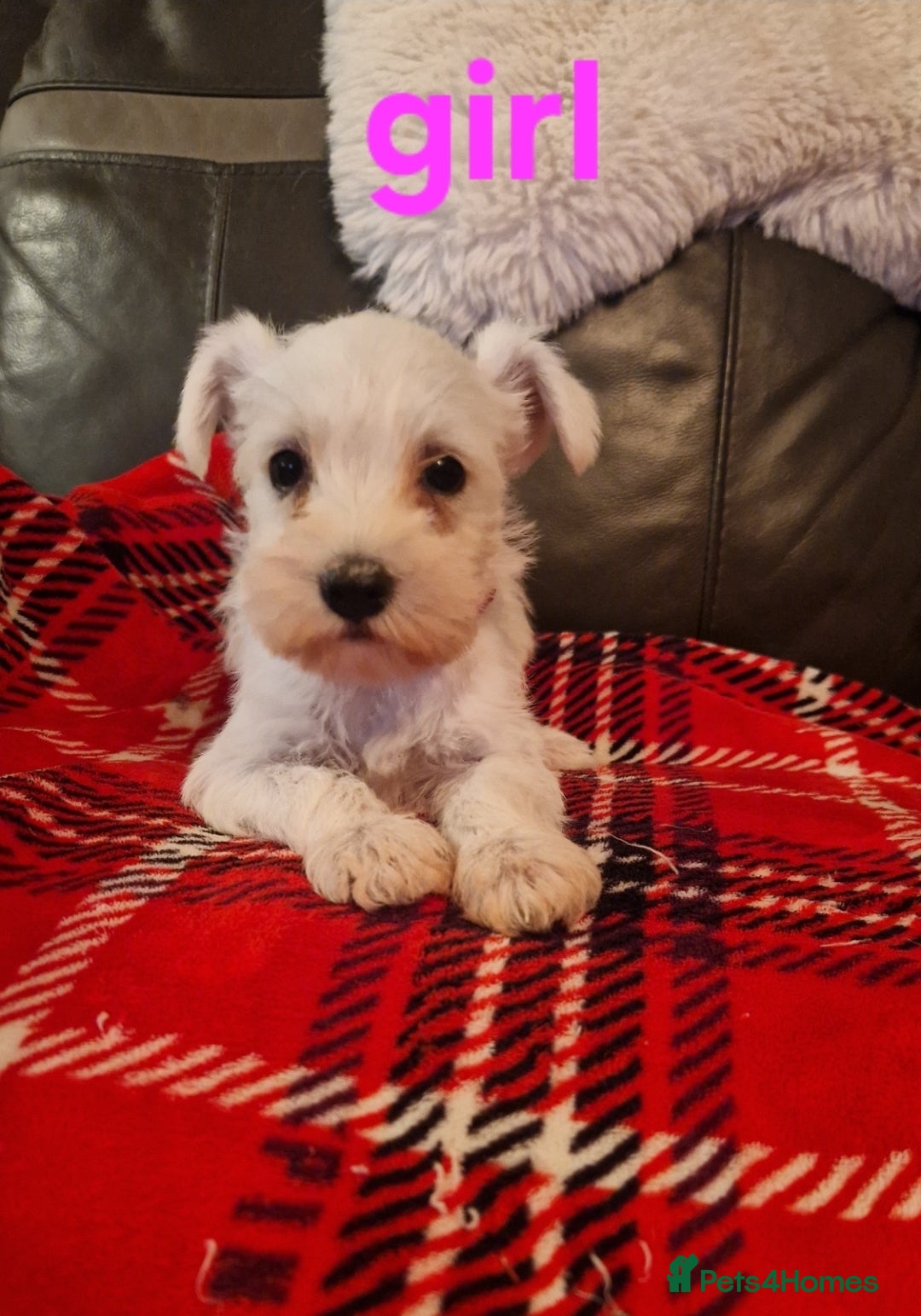 Miniature Schnauzer dogs for sale: Beautiful pure Breed miniature schnauzers - Image 6