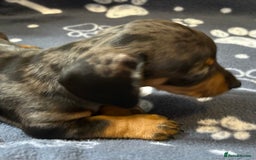 Miniature Dachshund dogs for sale: Stunning Miniature Dachshund Pups - Image 11