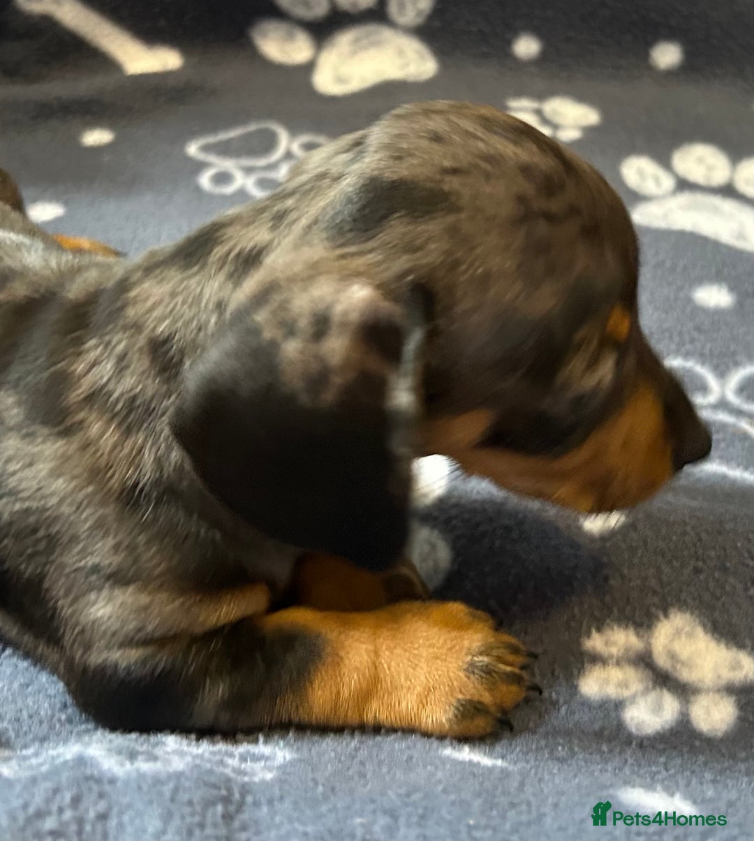 Miniature Dachshund dogs for sale: Stunning Miniature Dachshund Pups - Image 11