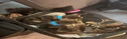 Mixed Breed cats for sale: 10 kittens for sale  - Advert 2