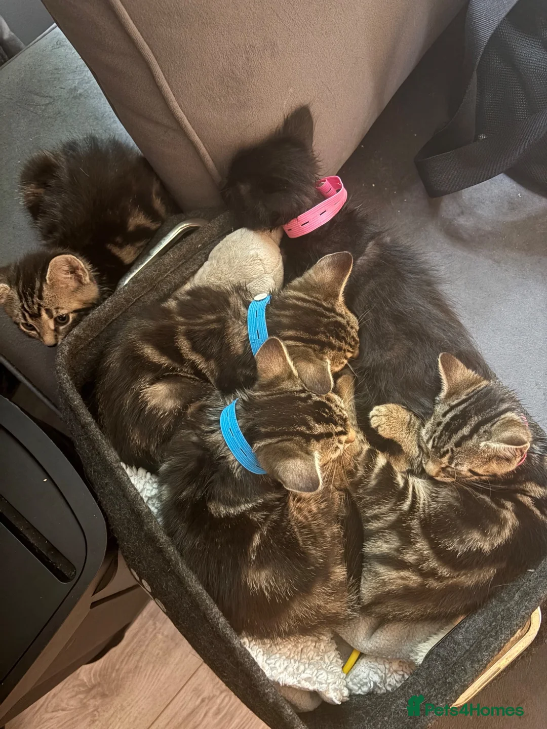 Mixed Breed cats for sale: 10 kittens for sale  - Advert 2
