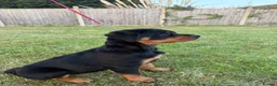 Rottweiler dogs for sale: Beautiful female Rottweiler puppy - Advert 4