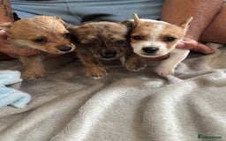 Jack Russell dogs for sale: Jack Russell puppies  - Image 1