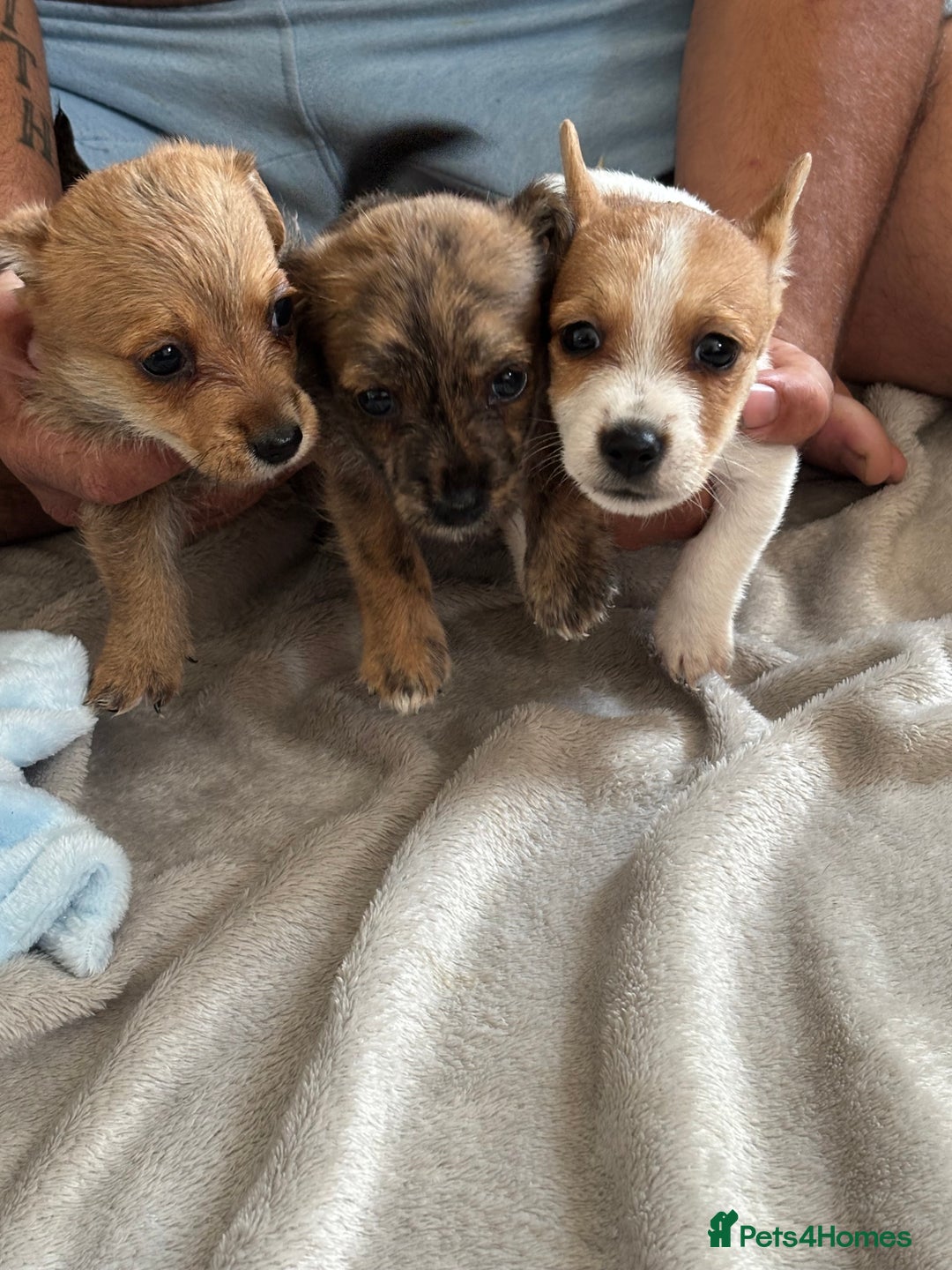 Jack Russell dogs for sale: Jack Russell puppies  - Image 1