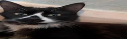 Mixed Breed cats for sale: Male & Female Kitten - Advert 1