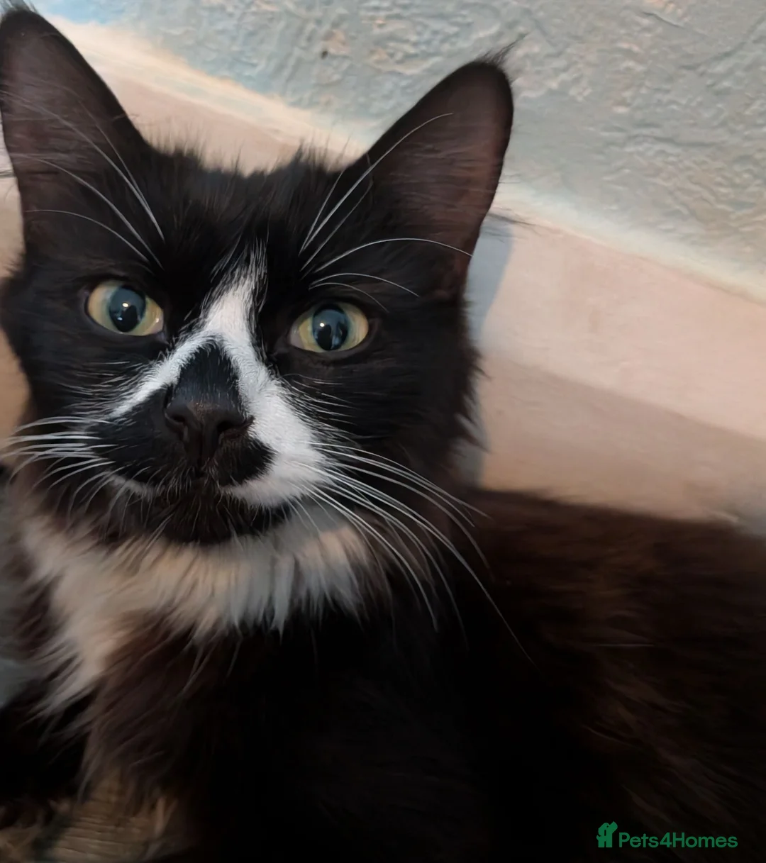 Mixed Breed cats for sale: Male & Female Kitten - Advert 1