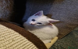 Maine Coon cats for sale: Maine Coon X kittens for sale - Image 4