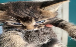 Bengal cats for sale: Five super friendly and fun kittens  - Image 2