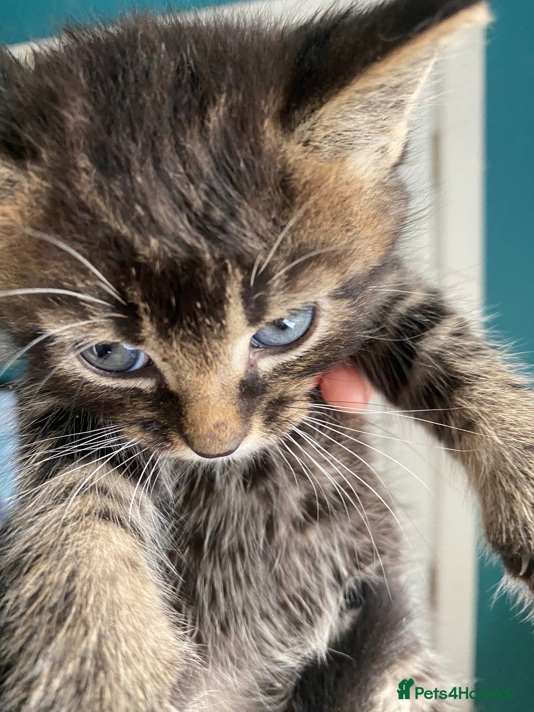 Bengal cats for sale: Five super friendly and fun kittens  - Image 2
