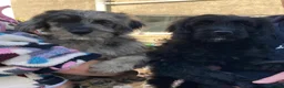 Goldendoodle dogs for sale: Gorgeous Goldendoodle pups - Advert 2