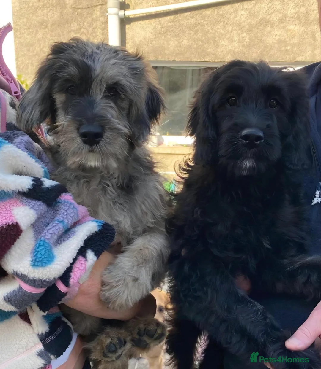 Goldendoodle dogs for sale: Gorgeous Goldendoodle pups - Advert 2