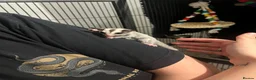 Sugar Glider rodents for sale: Male Sugar Glider for Sale- ready to go! - Advert 4