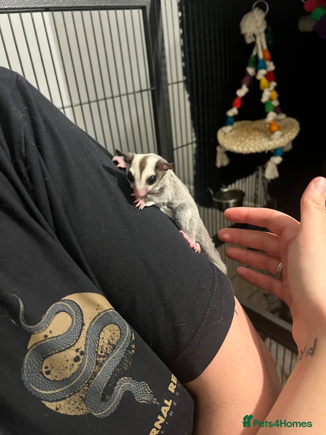 Sugar Glider rodents for sale: Male Sugar Glider for Sale- ready to go! - Advert 4