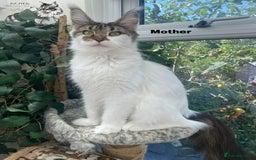 Maine Coon cats for sale: Russian lane fluffy XXL Maine Coons - Image 7