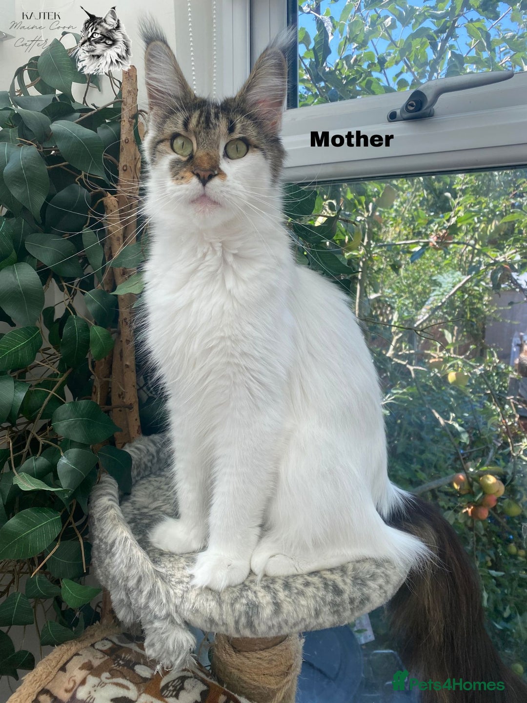 Maine Coon cats for sale: Russian lane fluffy XXL Maine Coons - Image 7