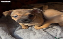Mixed Breed dogs for sale: Beautiful jackchi puppies  - Advert 7