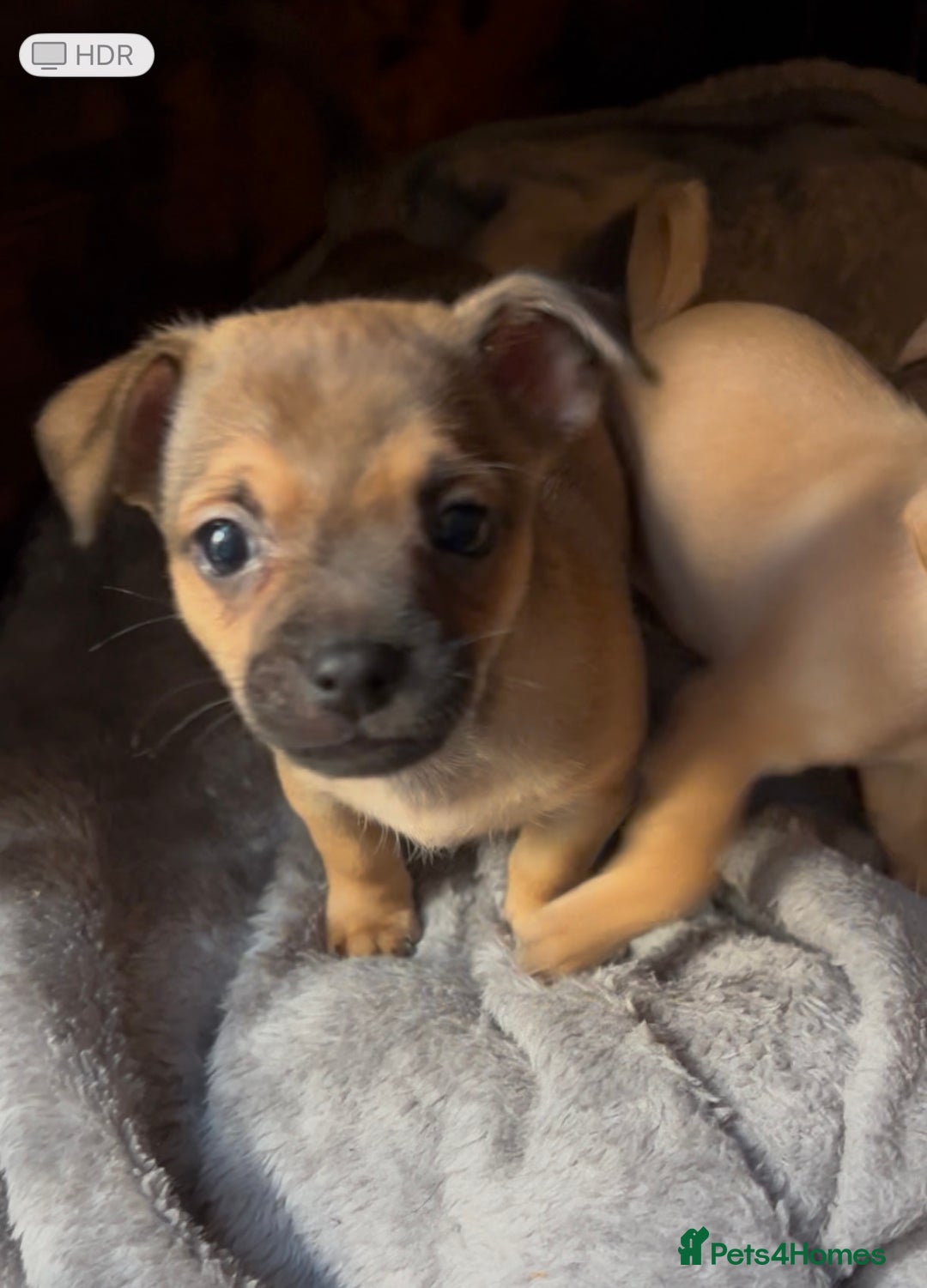 Mixed Breed dogs for sale: Beautiful jackchi puppies  - Advert 7
