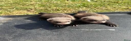 Ferret rodents for sale: Ferrets for sale  in Mansfield - Advert 4