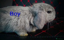 Mini Lop rabbits for sale: Beautiful Mini Lop Bunnies available  - Image 7