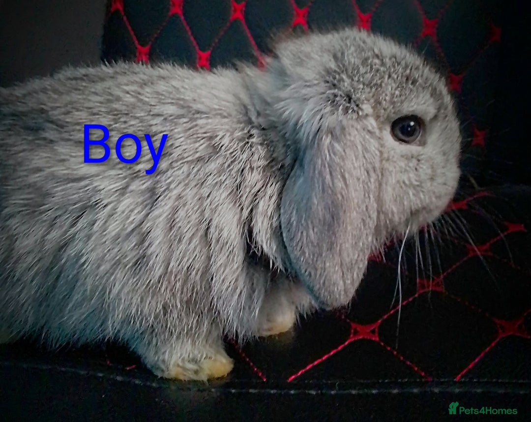 Mini Lop rabbits for sale: Beautiful Mini Lop Bunnies available  - Image 7