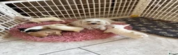 Mixed Breed dogs for sale: Maltese x chihuahua  - Advert 2