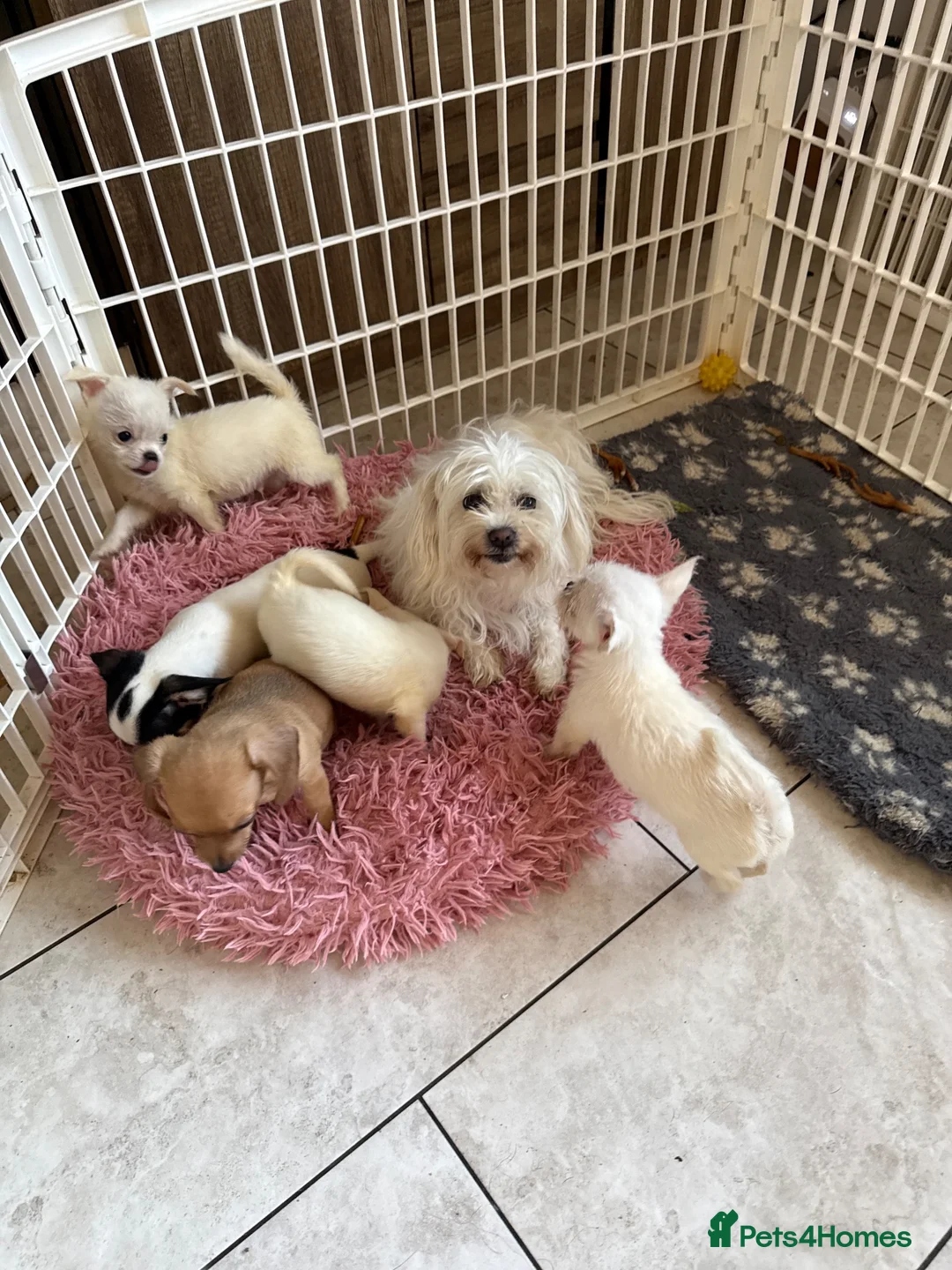 Mixed Breed dogs for sale: Maltese x chihuahua  - Advert 2
