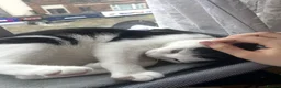 Domestic Shorthair cats for sale: Mother cat - Advert 9