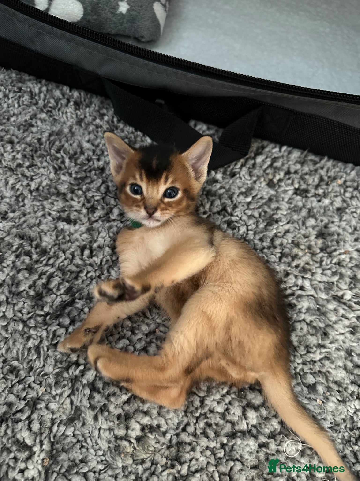 Abyssinian cats Abyssinian kittens 🌟😻🌟 - Advert 1