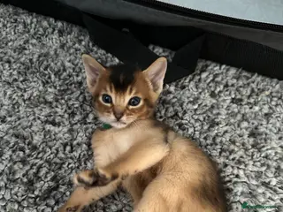 Abyssinian cats Abyssinian kittens 🌟😻🌟 - Advert 1