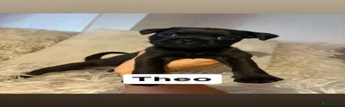 Mixed Breed Puppy 1