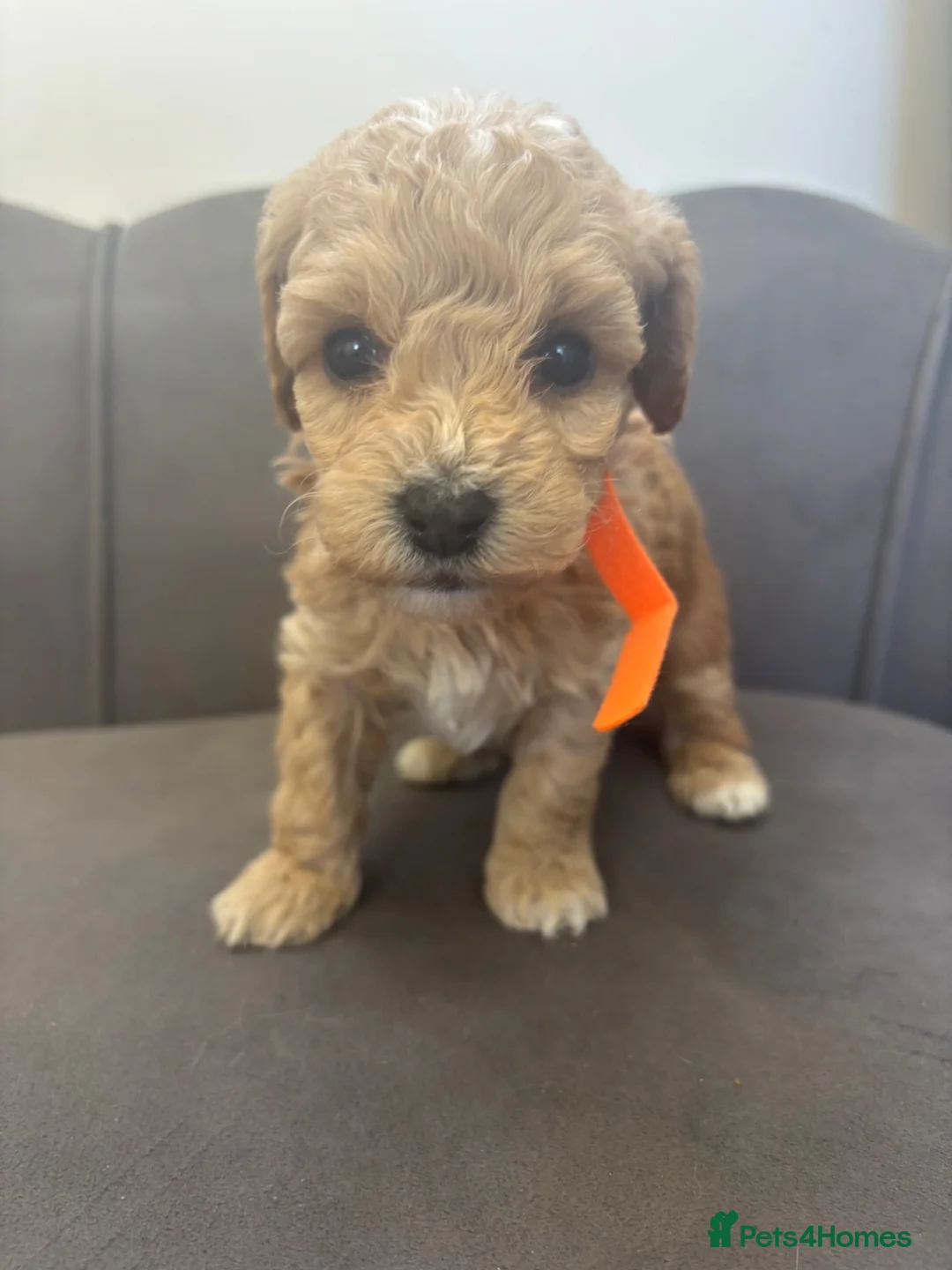 Poochon dogs for sale: Stunning Poochon Pups - Advert 24