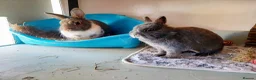 Netherland Dwarf rabbits for sale: Bonded pair - Advert 7