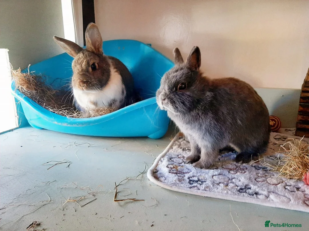 Netherland Dwarf rabbits for sale: Bonded pair - Advert 7
