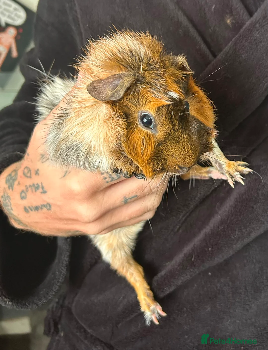 Guinea Pig rodents for sale: Bonded Pair Of Guinea Pigs (Males) - Advert 2