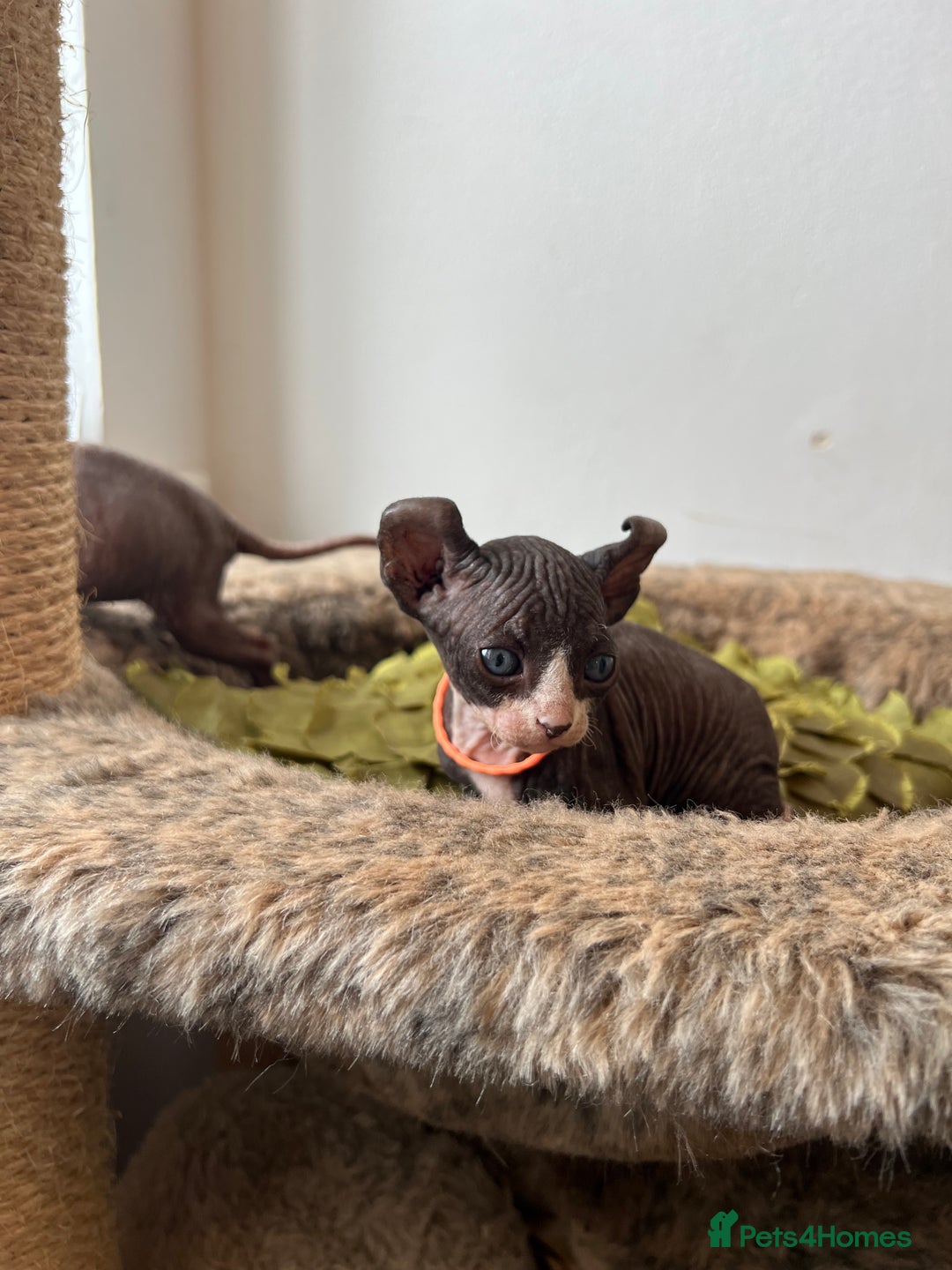 Sphynx cats for sale: Exquisite Sphynx Kittens - Image 4