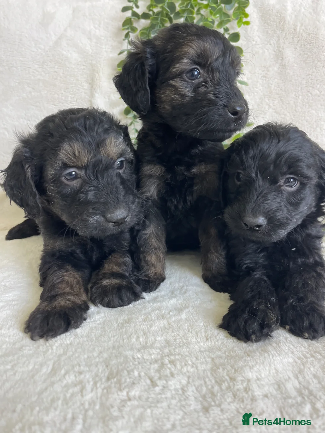 Goldendoodle dogs for sale: STUNNING DNA TESTED GOLDENDOODLE - Advert 1
