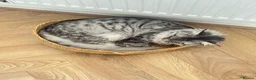 Maine Coon cats for sale: Rehoming Maine coon  in Burton-on-Trent - Advert 4