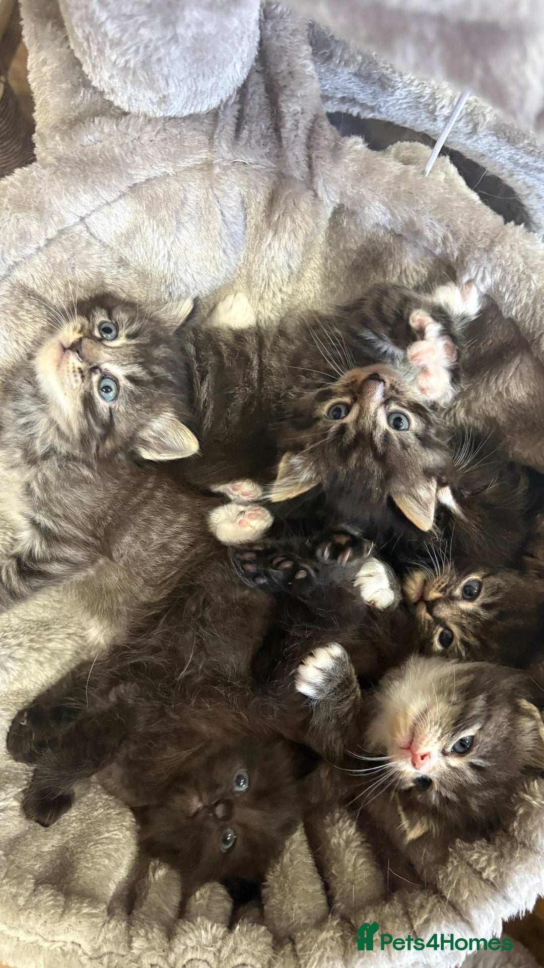 Ragdoll cats for sale: Ragdoll cross Persian kittens - Image 1