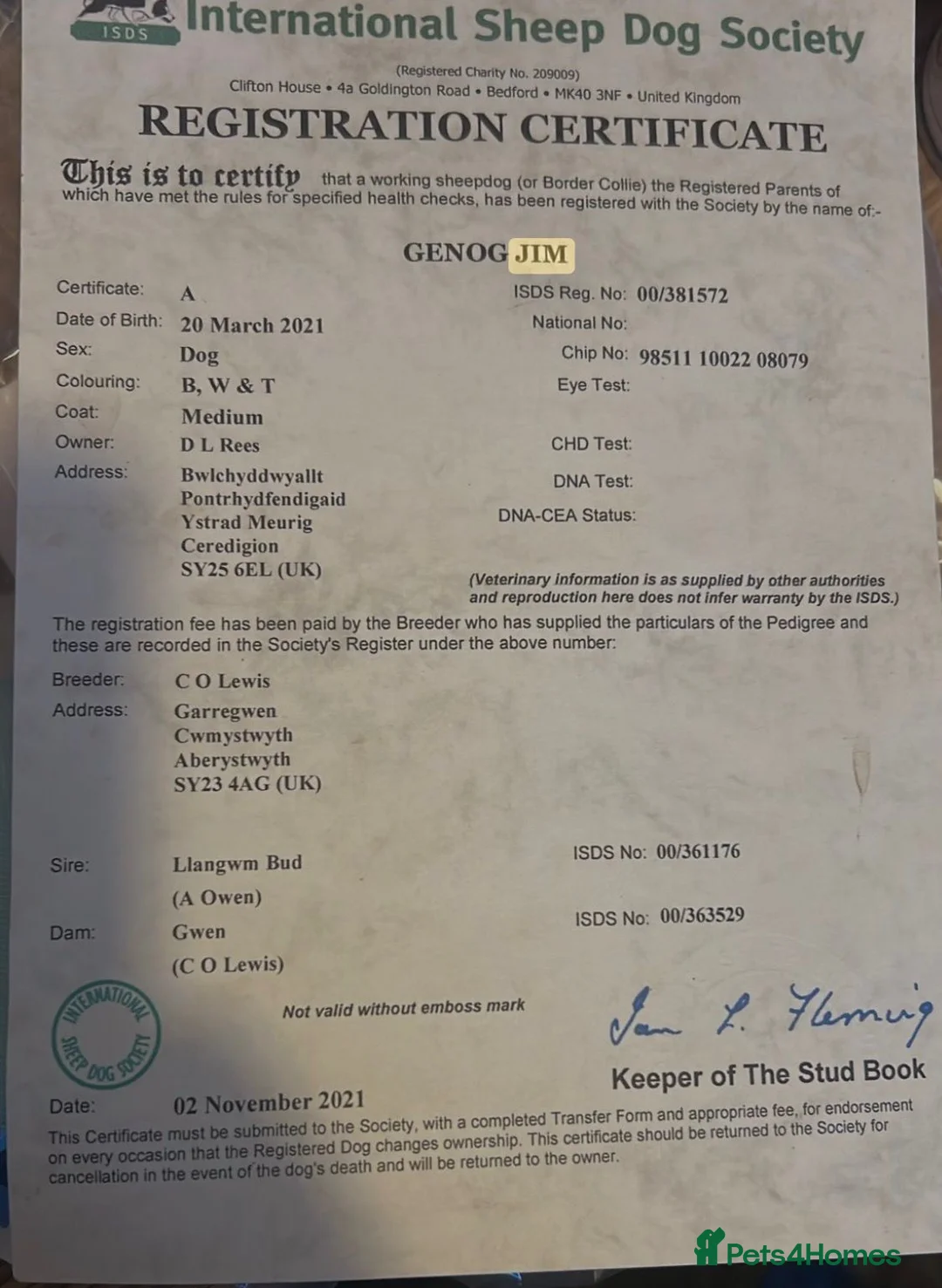 Border Collie dogs for sale: Border Collie Puppies (Sold) - Advert 15