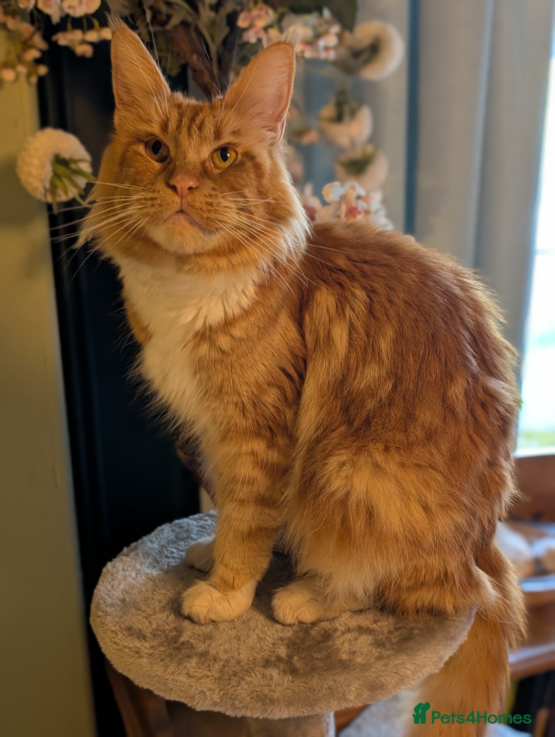 Mixed Breed cats for sale: We're just waiting for the perfect new home - Image 9