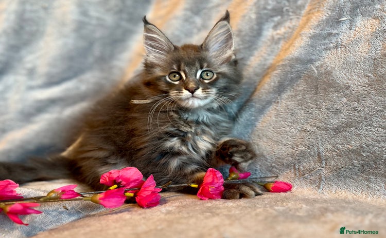 Maine Coon cats - Advert 2