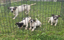 Jack Russell dogs for sale: Beautiful Jack Russell Puppies - Image 8