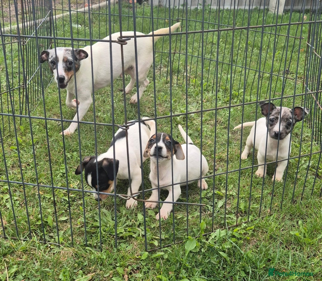 Jack Russell dogs for sale: Beautiful Jack Russell Puppies - Image 8