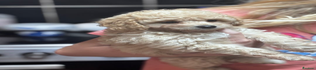 Cavapoo Puppy 2