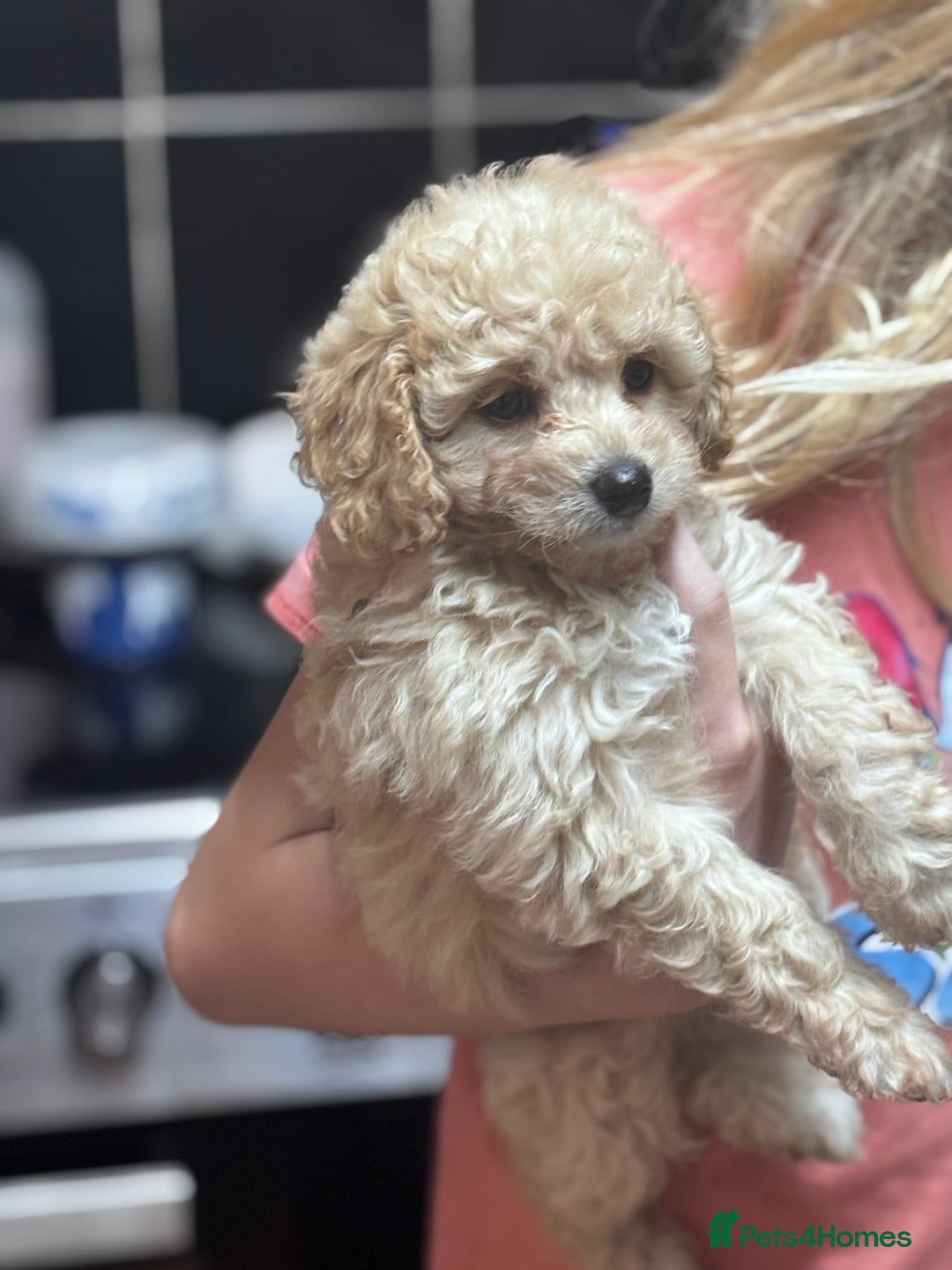Cavapoo dogs for sale: Caverpoo babies  - Image 11