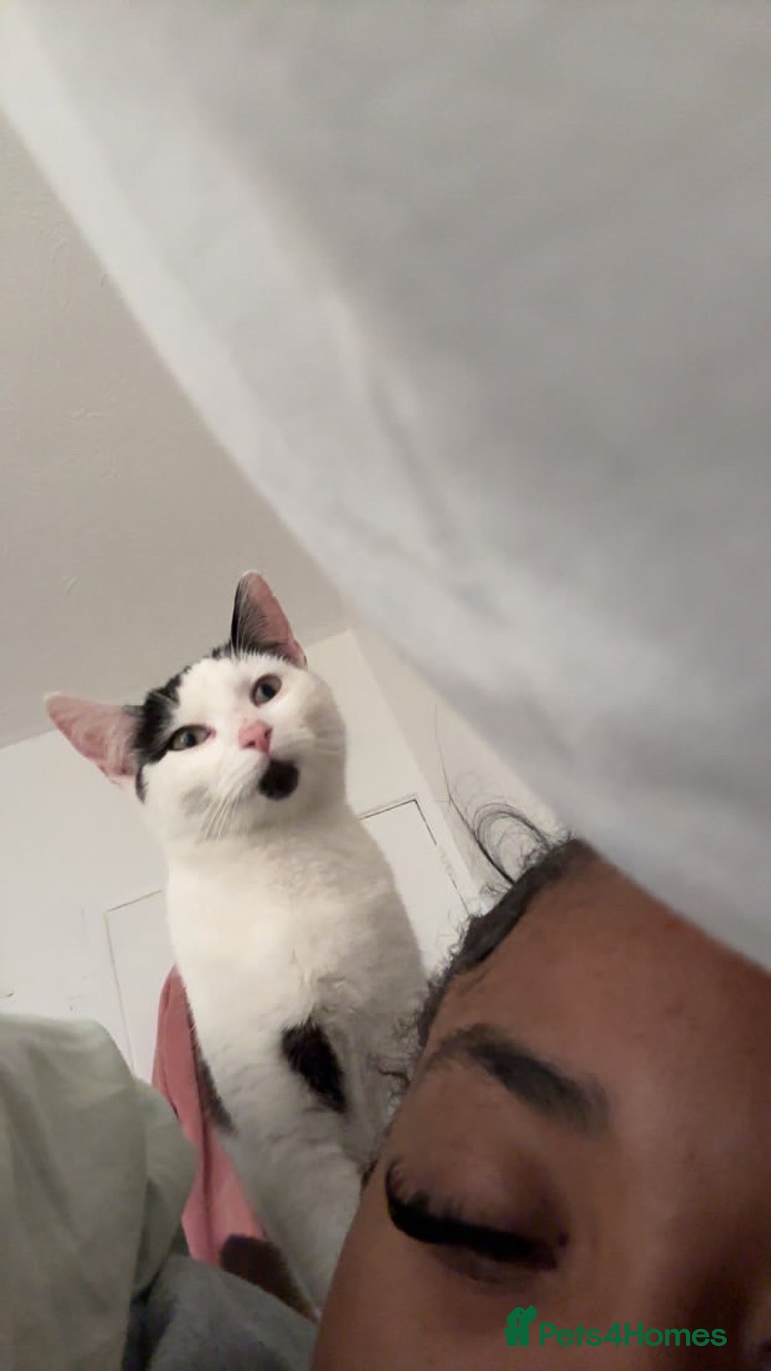 Domestic Shorthair cats for sale: URGANT rehoming  - Image 2