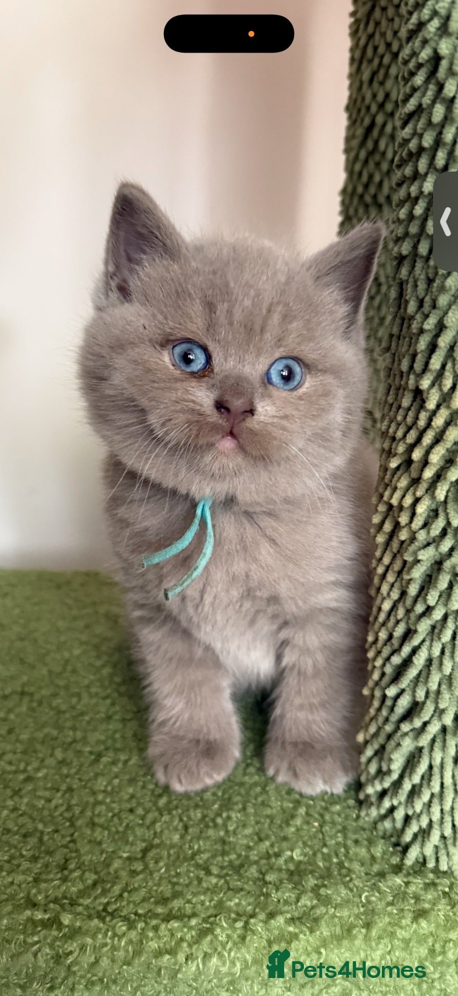British Shorthair cats Beautiful Blue and odd eye Blue & Lilac BSH - Advert 1