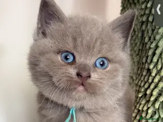 British Shorthair cats Beautiful Blue and odd eye Blue & Lilac BSH - Advert 1