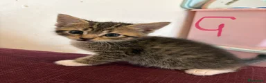 Tabby female white toes